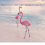 XxflamingoxX