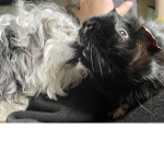 Oliver the guinea pig fan group