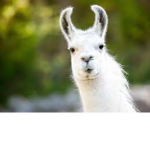 Llamas United.