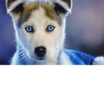 dog are so cute