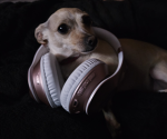 ItPuppyStar