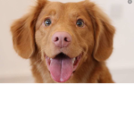 Dog Loves