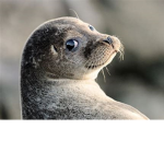 Seals United Kingdom