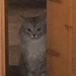 cat amsndbvf
