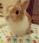 Bunny funs