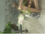Axolotls are cool club