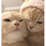 0FF1CI2LL