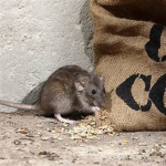 The Ratty Daddies