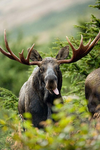 #MOOSE!