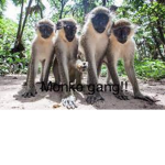 MONKE clan!!