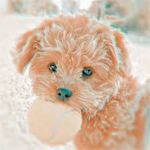 Puppy’s are cute and preppy
