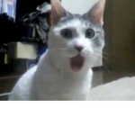 SILLY_CAT Fans