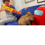 Join or capybara gets it