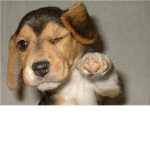 i love puppys group