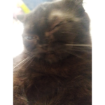 My cat thinks he is cool