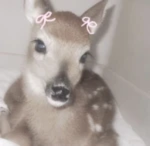 bambi eyes ୨ৎ