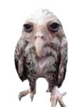Wet Owl Fan Club Group Thumbnail