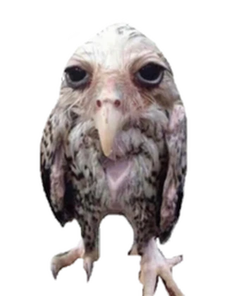 Wet Owl Fan Club Roblox group icon