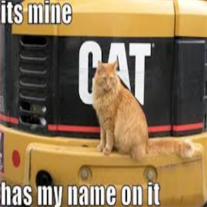 cat Roblox decal