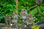 OfficialMonkeys