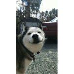 husky . SQUAD