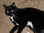 Evilcatclub