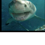 Shelbyristhegreatest