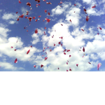 Roses of fun fall from the Sky
