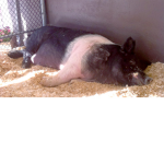 piggy's are the best