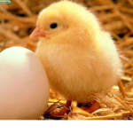 the chick gang group