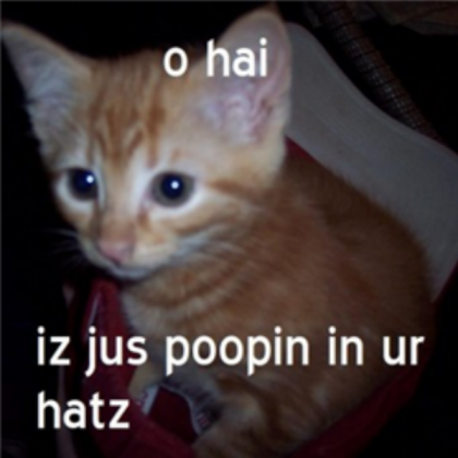 Funny cat! Roblox decal