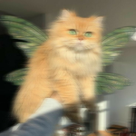 Lo_e22