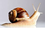 SNAIL GANG (da hood and mm2)