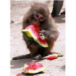 Trod's Watermelon Group
