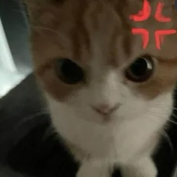 Maxwell the cat cult