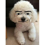 {Doge club!}