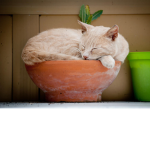 Kitty_CatClub