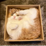 meow meow club