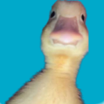Ducky games :D
