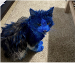 blue cats group