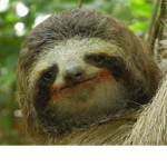 That_sloth_kid