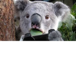 Koala Gaming Studios