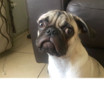 Maximo el pro