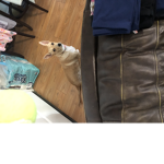 —-————The corgi town—————