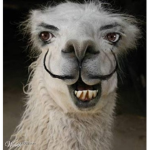 Teh #llama squad