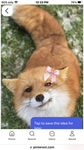 Roxy the foxy