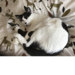 Jimbo The Cat
