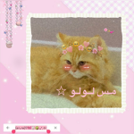 جيش مس لولو