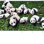 Panda children