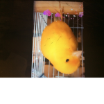 Lemon the bird group